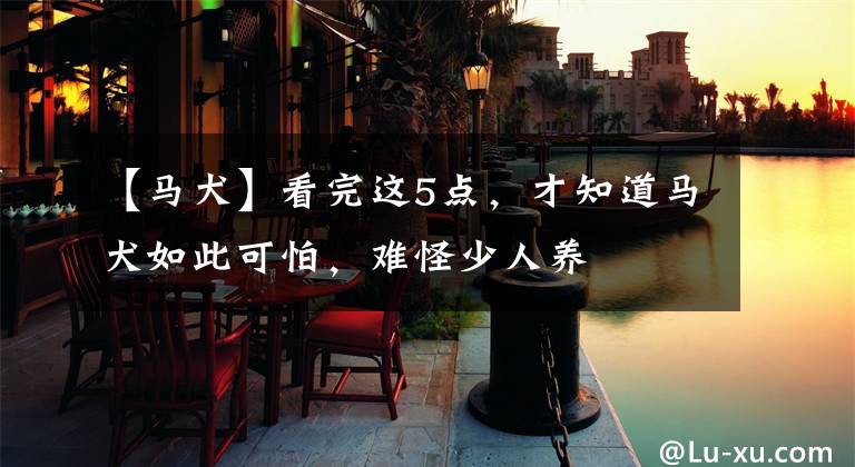 【马犬】看完这5点,才知道马犬如此可怕,难怪少人养