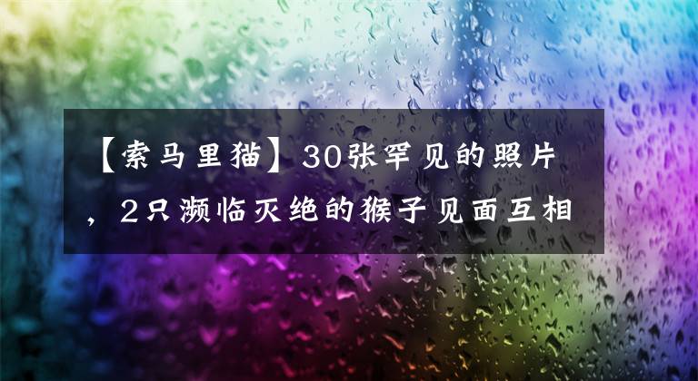 【索马里猫】30张罕见的照片,2只濒临灭绝的猴子见面互相拥抱,太久没见同类