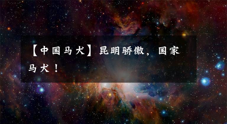 【中国马犬】昆明骄傲，国家马犬！