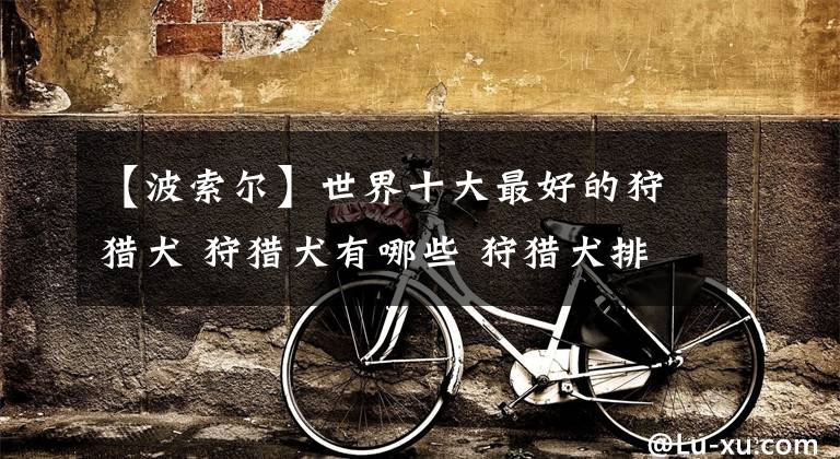【波索尔】世界十大最好的狩猎犬 狩猎犬有哪些 狩猎犬排名2018