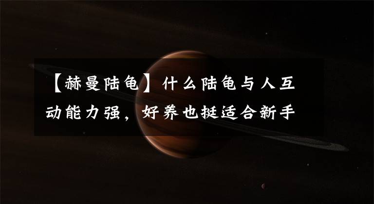 【赫曼陆龟】什么陆龟与人互动能力强，好养也挺适合新手？
