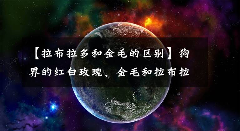 【拉布拉多和金毛的区别】狗界的红白玫瑰，金毛和拉布拉多养哪个？看完这篇科普你就有数了