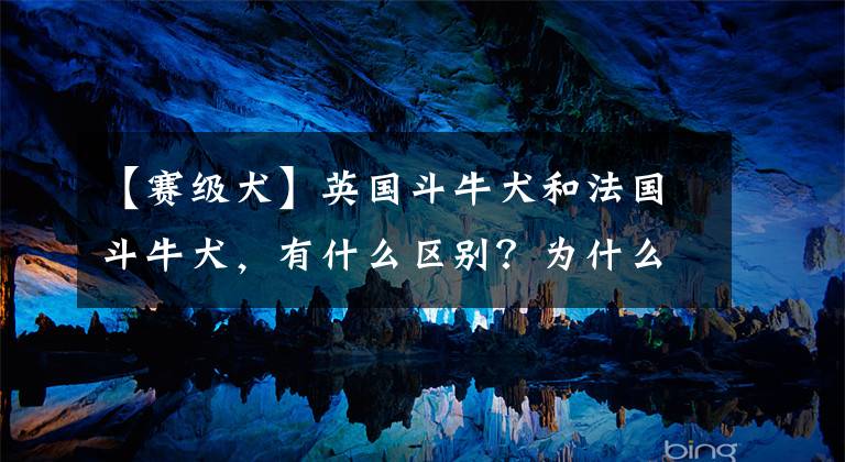 【赛级犬】英国斗牛犬和法国斗牛犬，有什么区别？为什么价格那么高？