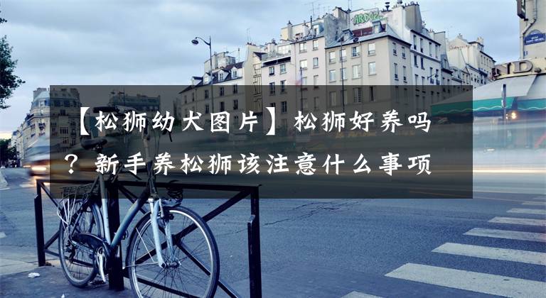 【松狮幼犬图片】松狮好养吗？新手养松狮该注意什么事项？