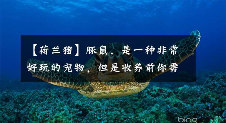 【荷兰猪】豚鼠,是一种非常好玩的宠物,但是收养前你需要知道这些