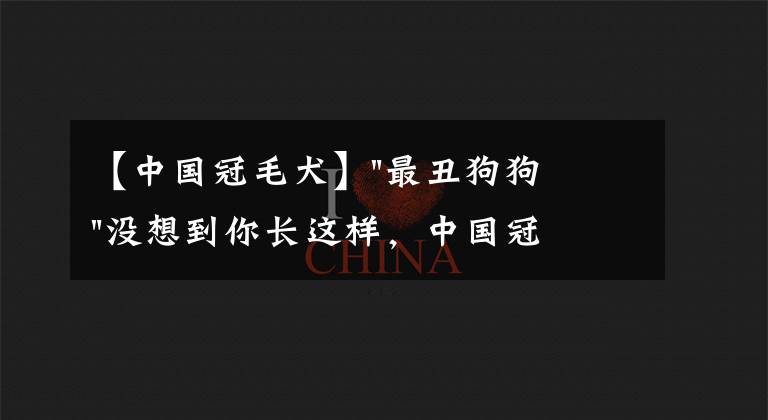 【中国冠毛犬】"最丑狗狗"没想到你长这样，中国冠毛犬