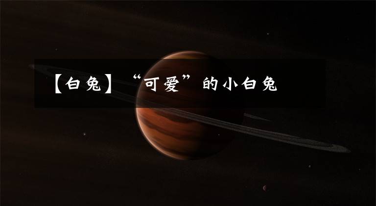 【白兔】“可爱”的小白兔