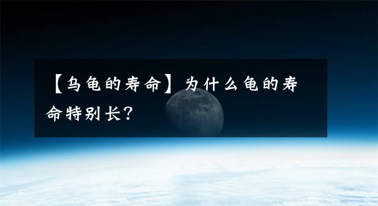 【乌龟的寿命】为什么龟的寿命特别长?