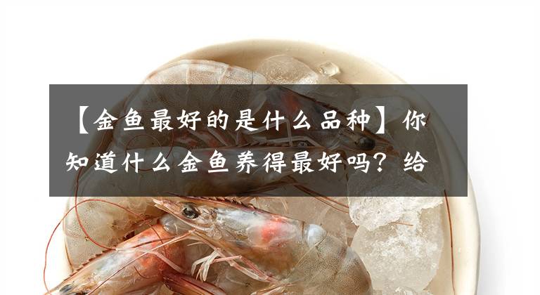 【金鱼最好的是什么品种】你知道什么金鱼养得最好吗？给新手朋友们一些参考资料
