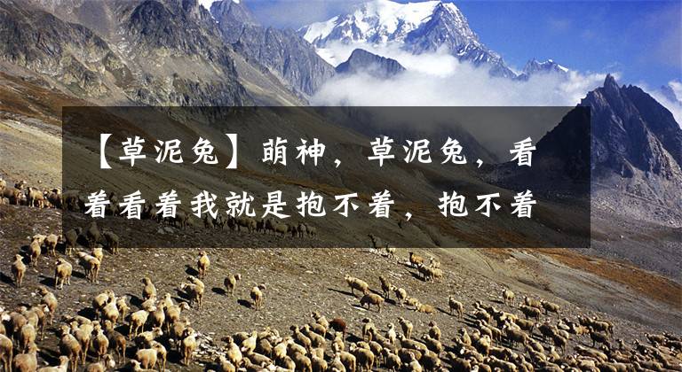 【草泥兔】萌神，草泥兔，看着看着我就是抱不着，抱不着！