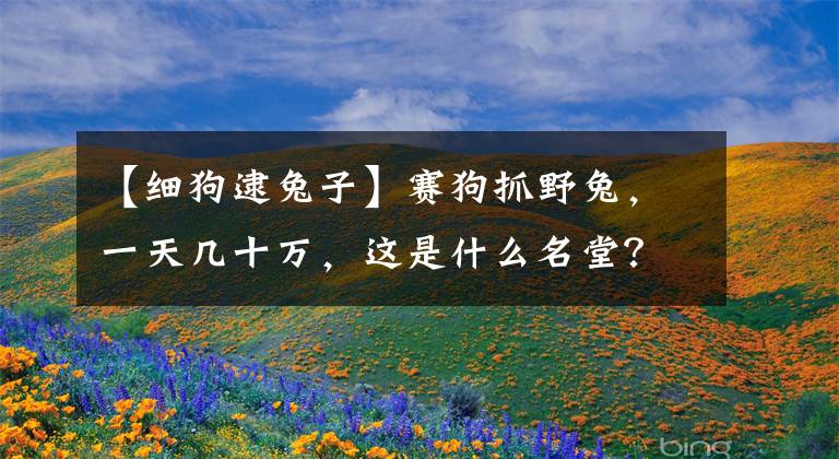【细狗逮兔子】赛狗抓野兔,一天几十万,这是什么名堂?