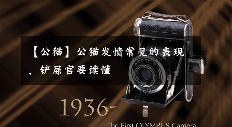 【公猫】公猫发情常见的表现，铲屎官要读懂