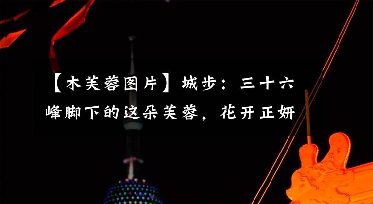 【木芙蓉图片】城步:三十六峰脚下的这朵芙蓉,花开正妍