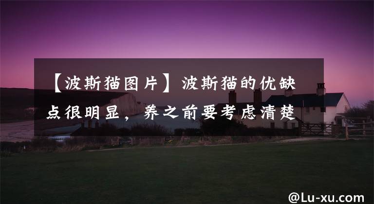 【波斯猫图片】波斯猫的优缺点很明显，养之前要考虑清楚