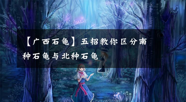 【广西石龟】五招教你区分南种石龟与北种石龟