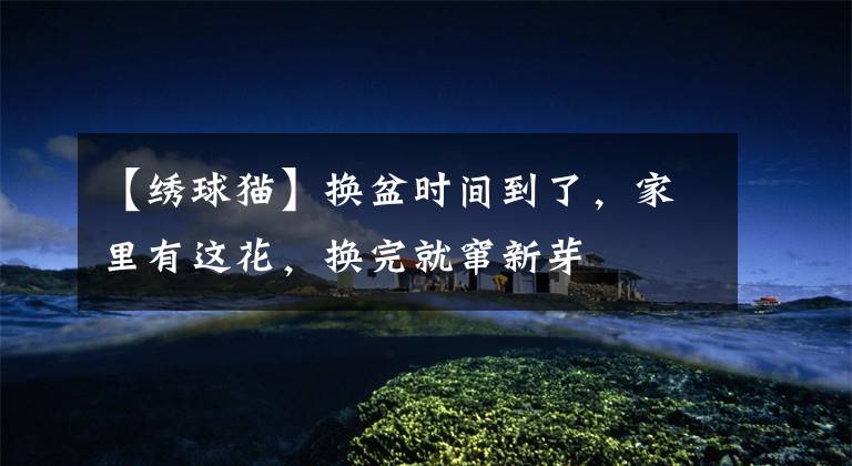 【绣球猫】换盆时间到了,家里有这花,换完就窜新芽