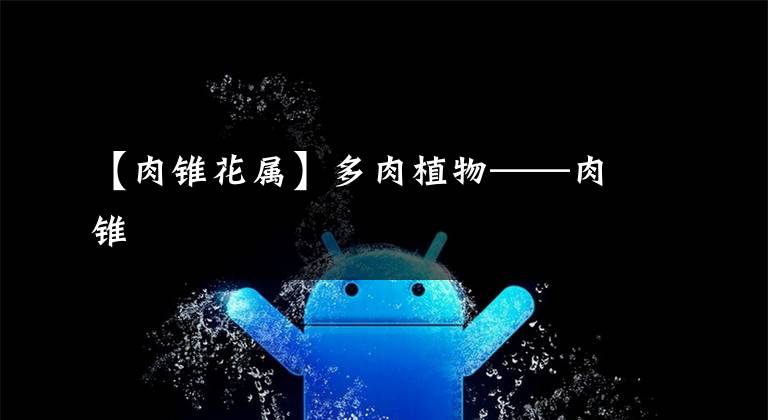 【肉锥花属】多肉植物——肉锥