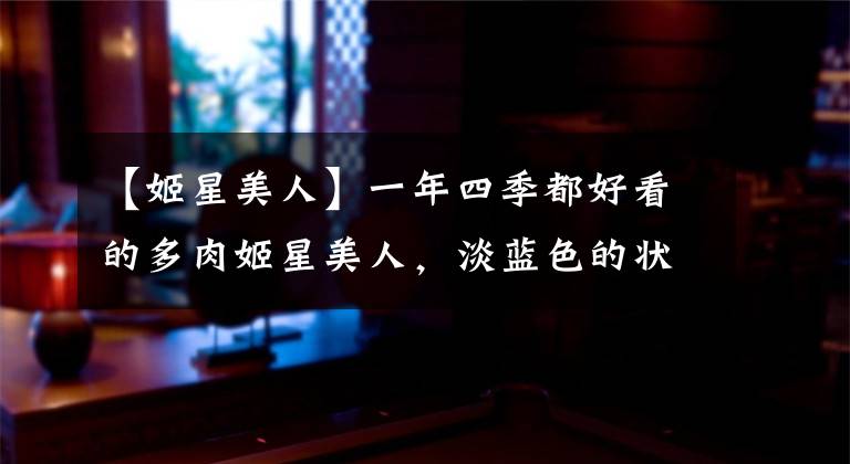 【姬星美人】一年四季都好看的多肉姬星美人，淡蓝色的状态很梦幻，值得推荐