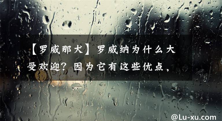 【罗威那犬】罗威纳为什么大受欢迎？因为它有这些优点，才成功圈粉