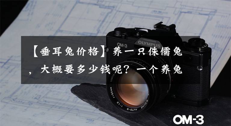 【垂耳兔价格】养一只侏儒兔，大概要多少钱呢？一个养兔玩家的自白