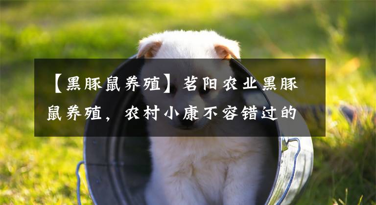 【黑豚鼠养殖】茗阳农业黑豚鼠养殖，农村小康不容错过的项目