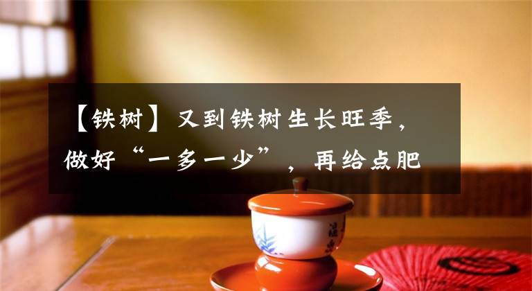 【铁树】又到铁树生长旺季,做好“一多一少”,再给点肥料,快速长新叶