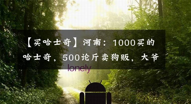 【买哈士奇】河南：1000买的哈士奇，500论斤卖狗贩，大爷：500，少一分不卖