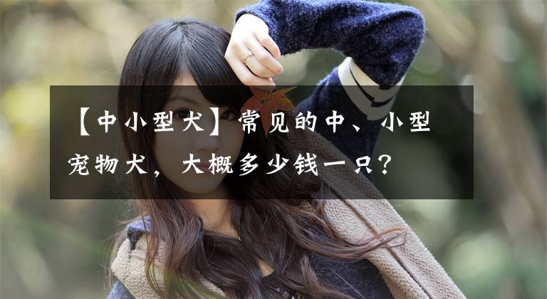 【中小型犬】常见的中、小型宠物犬，大概多少钱一只？