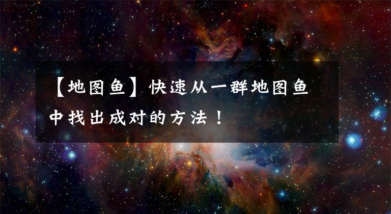 【地图鱼】快速从一群地图鱼中找出成对的方法!