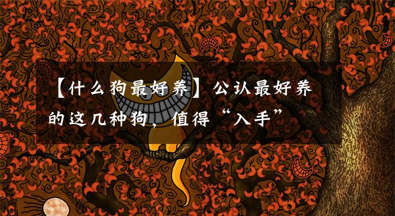 【什么狗最好养】公认最好养的这几种狗，值得“入手”