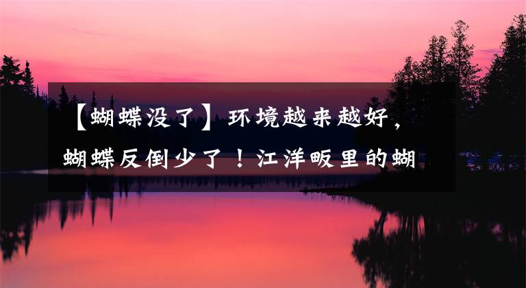 【蝴蝶没了】环境越来越好，蝴蝶反倒少了！江洋畈里的蝴蝶去哪了？