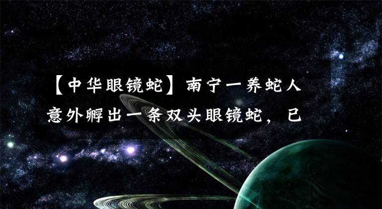 【中华眼镜蛇】南宁一养蛇人意外孵出一条双头眼镜蛇，已送到动物园饲养
