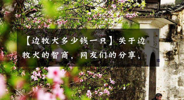 【边牧犬多少钱一只】关于边牧犬的智商，网友们的分享，让你涨涨见识！