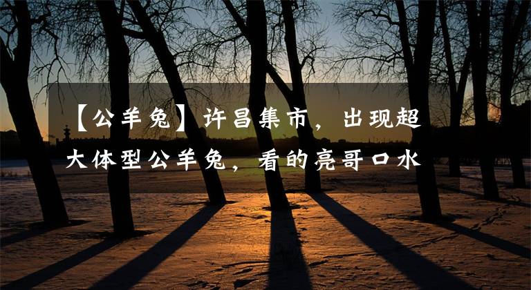 【公羊兔】许昌集市，出现超大体型公羊兔，看的亮哥口水都流出来了