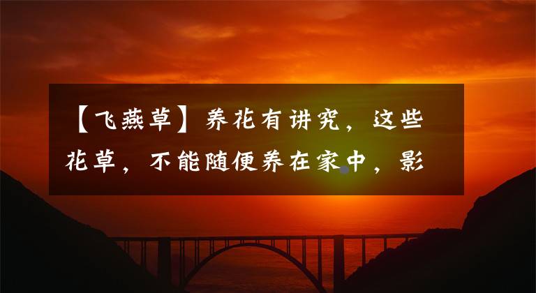 【飞燕草】养花有讲究，这些花草，不能随便养在家中，影响身体健康