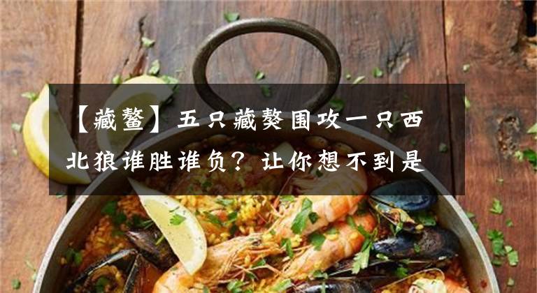 【藏鳌】五只藏獒围攻一只西北狼谁胜谁负？让你想不到是藏獒大败而狼完胜