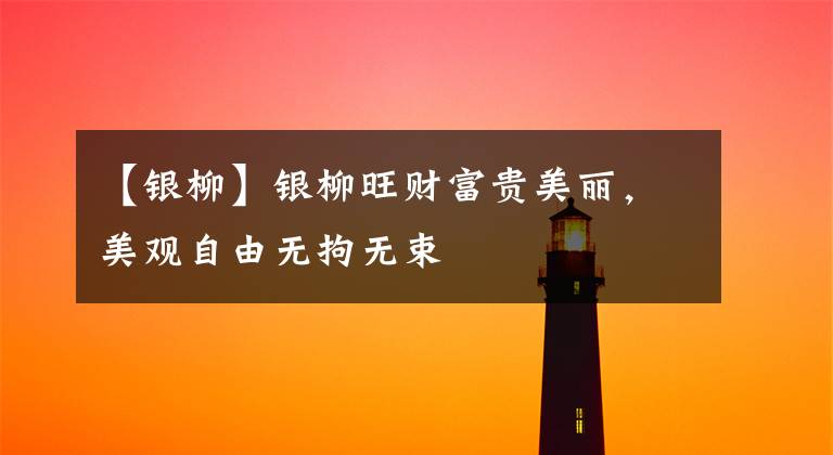 【银柳】银柳旺财富贵美丽，美观自由无拘无束