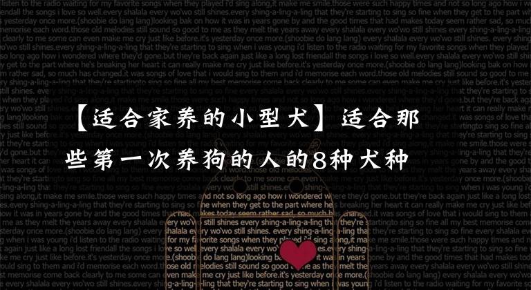 【适合家养的小型犬】适合那些第一次养狗的人的8种犬种