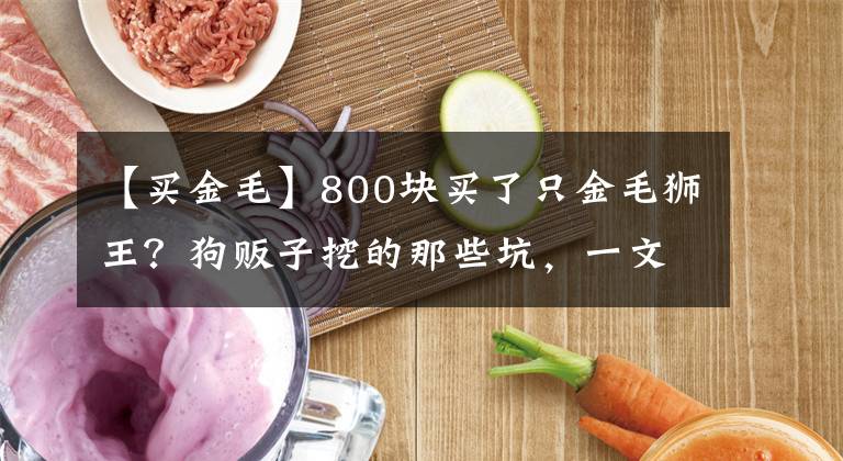 【买金毛】800块买了只金毛狮王？狗贩子挖的那些坑，一文全说明白！