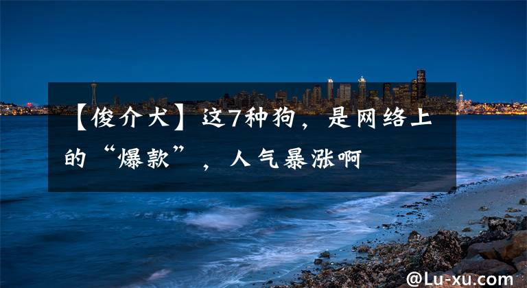 【俊介犬】这7种狗,是网络上的“爆款”,人气暴涨啊
