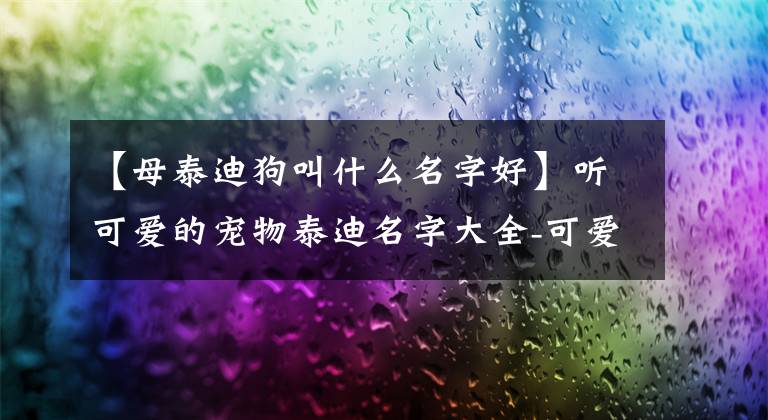 【母泰迪狗叫什么名字好】听可爱的宠物泰迪名字大全-可爱的一点
