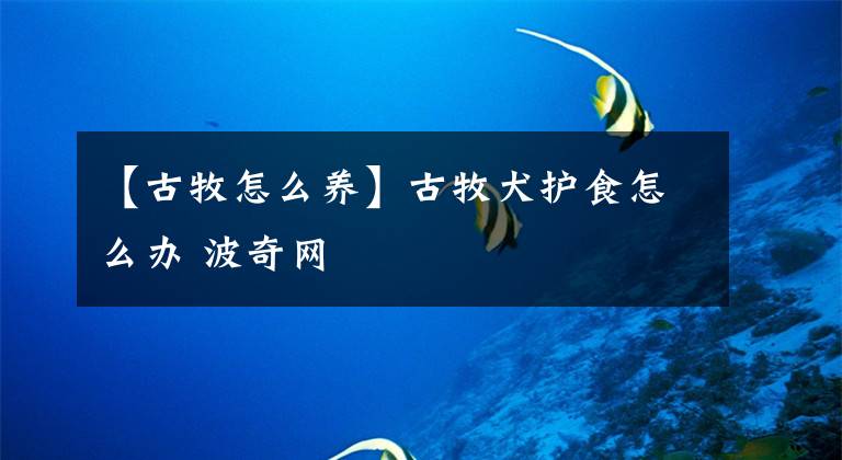 【古牧怎么养】古牧犬护食怎么办 波奇网