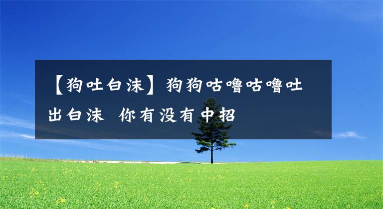 【狗吐白沫】狗狗咕噜咕噜吐出白沫 你有没有中招