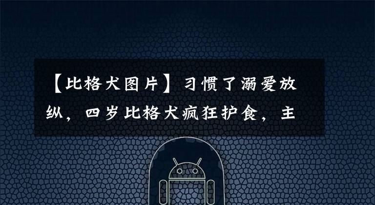 【比格犬图片】习惯了溺爱放纵，四岁比格犬疯狂护食，主人被它咬出2个巨大血洞