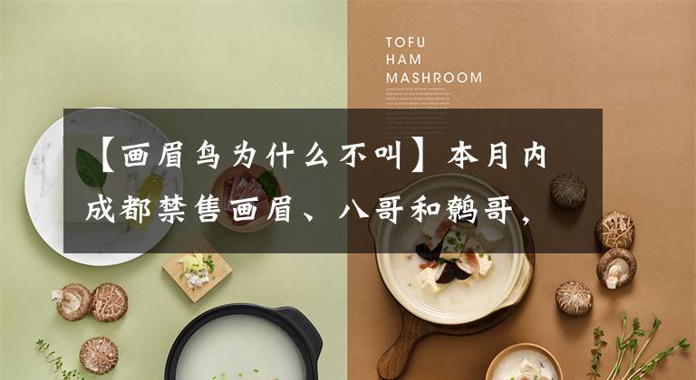 【画眉鸟为什么不叫】本月内成都禁售画眉、八哥和鹩哥,须确保能溯源人工繁殖种群