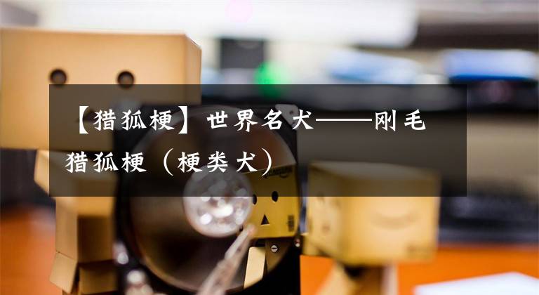 【猎狐梗】世界名犬——刚毛猎狐梗（梗类犬）