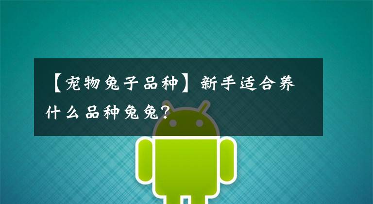 【宠物兔子品种】新手适合养什么品种兔兔？