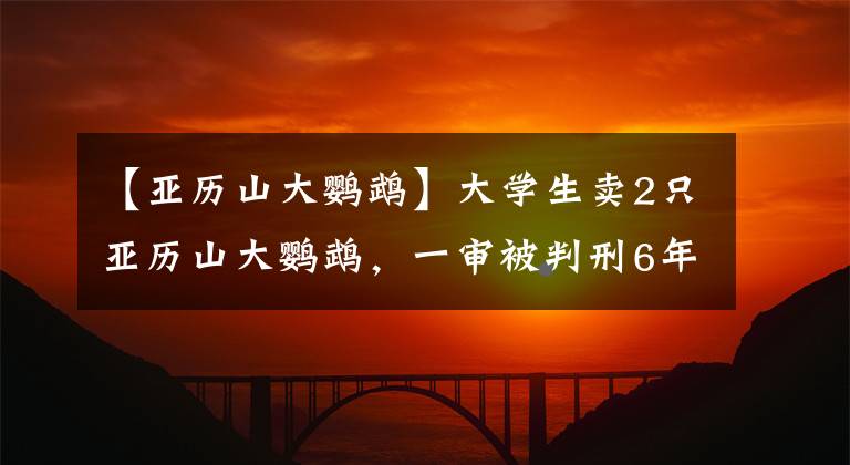 【亚历山大鹦鹉】大学生卖2只亚历山大鹦鹉，一审被判刑6年，已上诉：希望二审轻判
