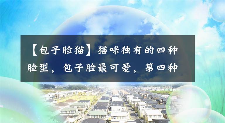 【包子脸猫】猫咪独有的四种脸型，包子脸最可爱，第四种却很难见得到！