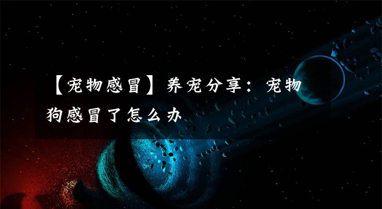 【宠物感冒】养宠分享:宠物狗感冒了怎么办